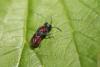 Holopyga ignicollis